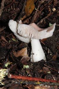 Hygrocybe calyptriformis var. calyptriformis image