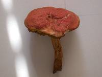 Boletus fraternus image