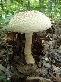 Amanita ravenelii image