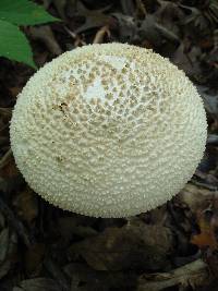 Amanita ravenelii image