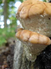 Fomitopsis spraguei image