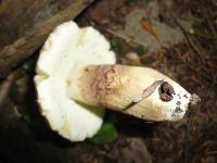 Boletus atkinsonii image