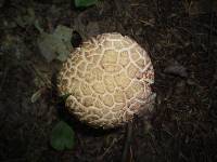 Boletus atkinsonii image