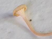 Contumyces rosellus image