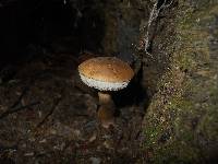 Tylopilus felleus image