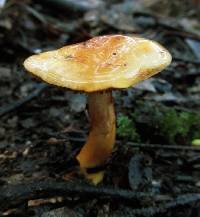 Cortinarius sinapicolor image