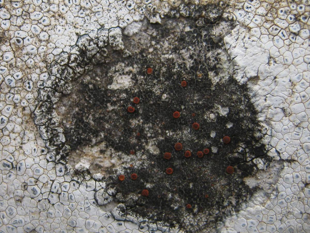 Caloplaca arenaria image