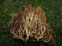 Artomyces piperatus image