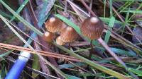 Mycena albidofusca image