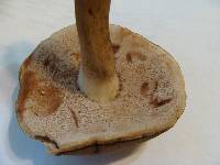 Tylopilus rubrobrunneus image