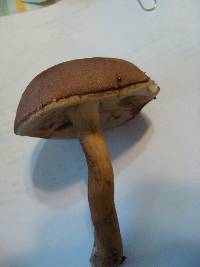 Tylopilus rubrobrunneus image