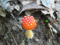 Amanita parcivolvata image