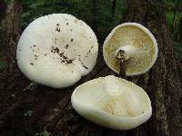 Lactarius subvellereus image