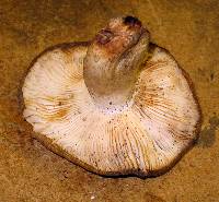 Russula cerolens image