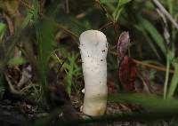 Ganoderma curtisii image