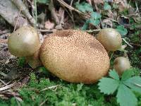 Pseudoboletus parasiticus image