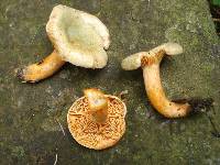 Lactarius deterrimus image