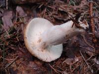 Russula granulata image