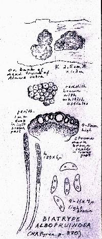 Diatrype albopruinosa image