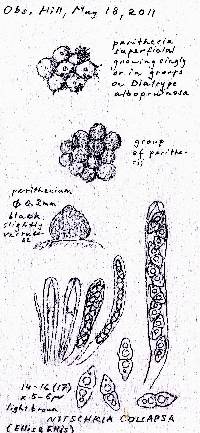 Nitschkia collapsa image