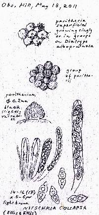 Nitschkia collapsa image