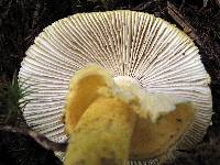 Amanita flavorubens image