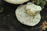 Trametes gibbosa image