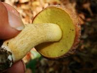 Boletus hortonii image