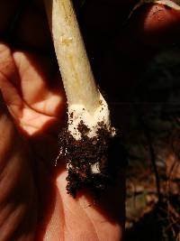 Amanita banningiana image