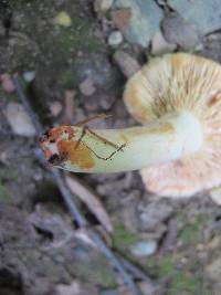 Lactarius subvernalis image