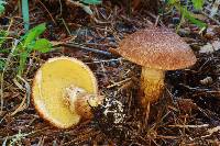 Suillus lakei image