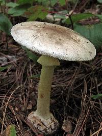 Amanita brunnescens image