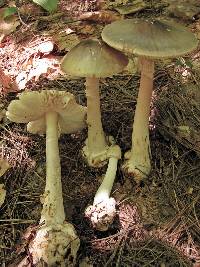 Amanita brunnescens image