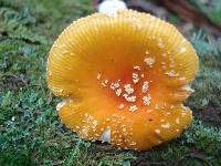 Amanita frostiana image