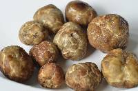 Tuber gibbosum image