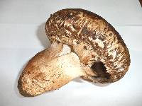 Agaricus subperonatus image