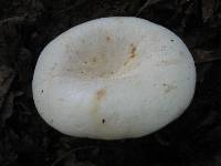 Lactarius piperatus image