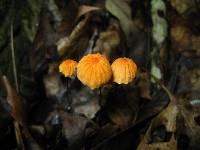 Marasmius siccus image