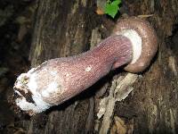 Tylopilus plumbeoviolaceus image