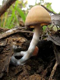 Psilocybe subaeruginosa image