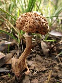 Macrolepiota clelandii image