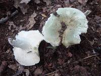 Russula parvovirescens image