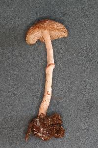 Lepiota clypeolarioides image