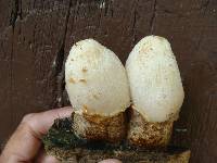 Volvariella bombycina image