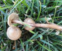 Marasmius oreades image