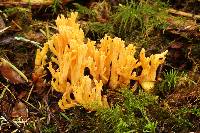 Ramaria aurantiisiccescens image