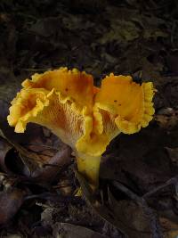 Cantharellus lateritius image