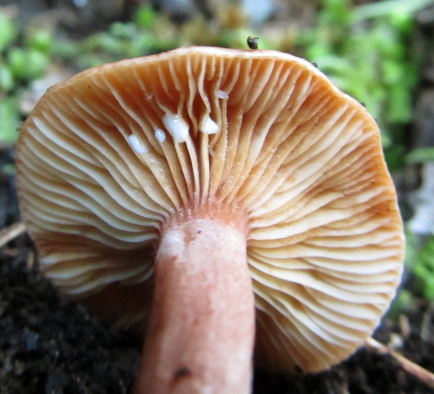 Lactarius eucalypti image