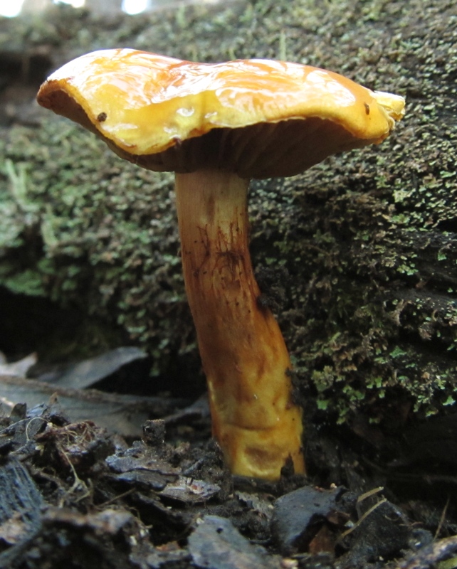 Cortinarius sinapicolor image