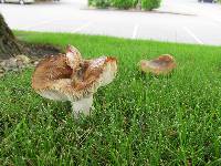 Russula amoenolens image